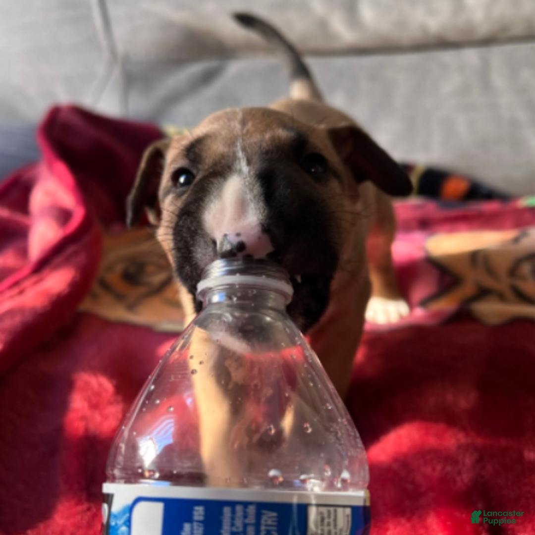 Bull Terrier dogs for sale: Everest - Image 4