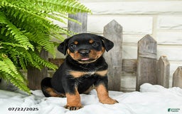 Rottweiler dogs for sale: Rottweiler 9 puppies - Image 7
