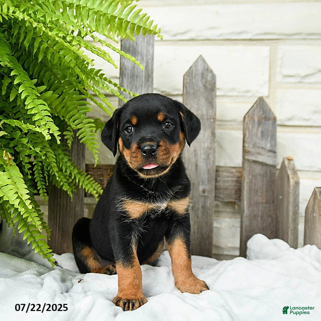 Rottweiler dogs for sale: Rottweiler 9 puppies - Image 7
