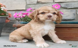 Cocker Spaniel dogs for sale: Oakley - Image 8