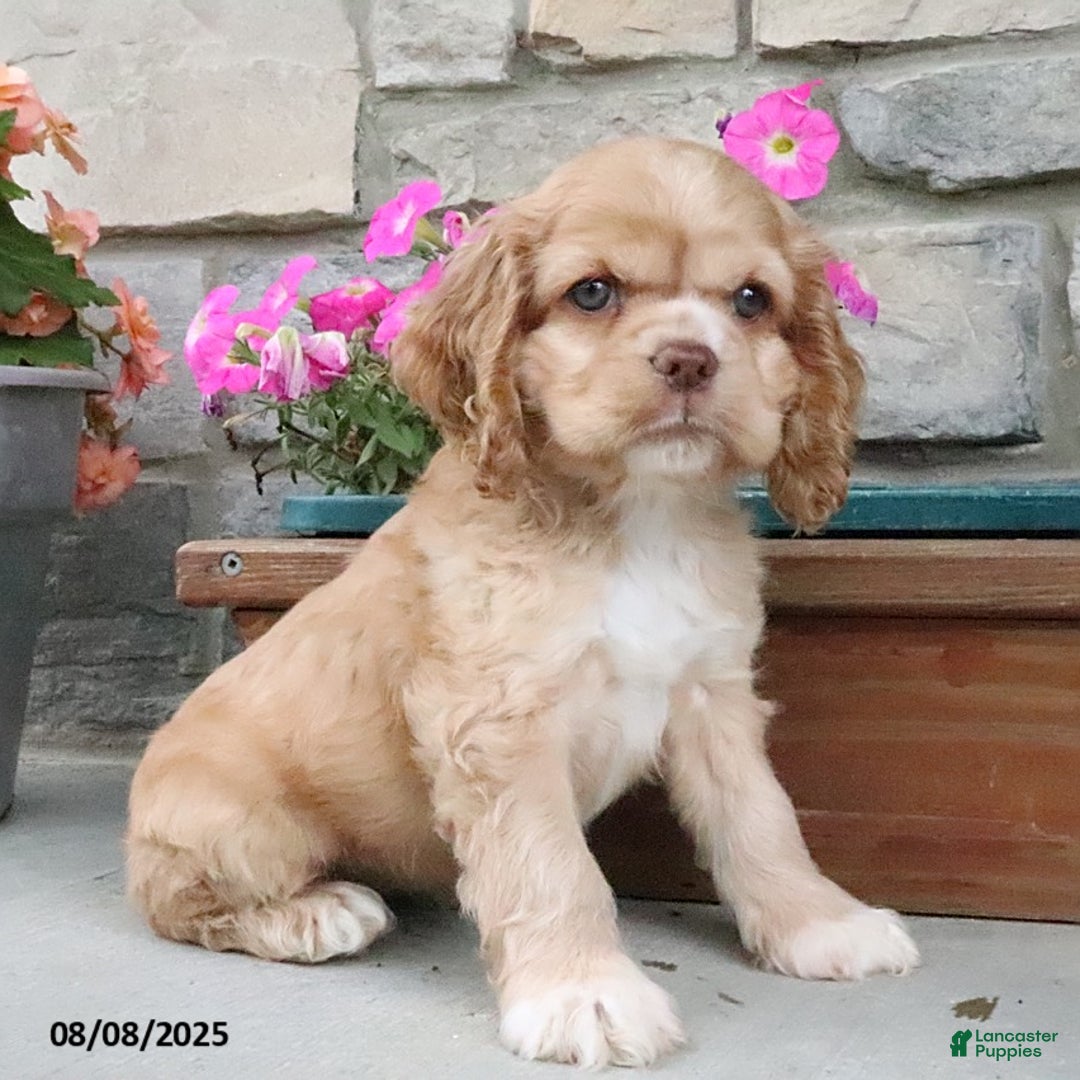 Cocker Spaniel dogs for sale: Oakley - Image 8