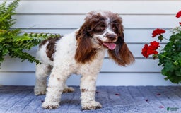 Cocker Spaniel dogs for sale: Charles - Image 3