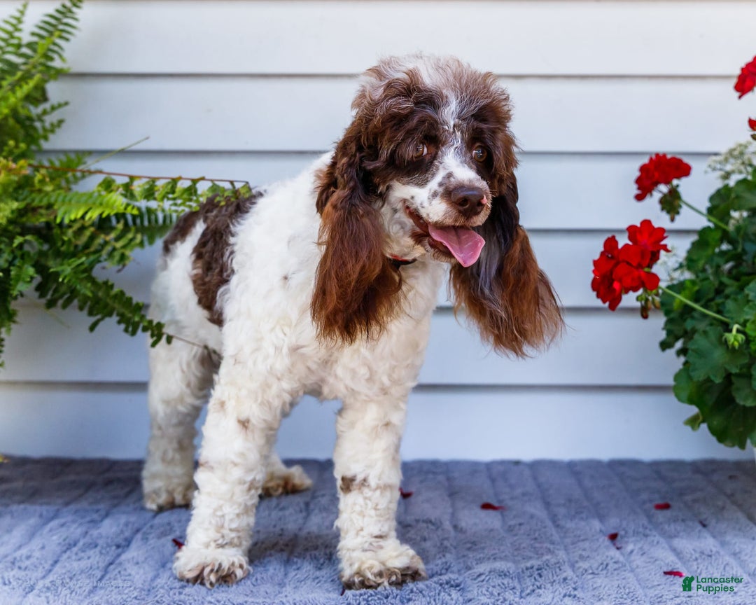 Cocker Spaniel dogs for sale: Charles - Image 3