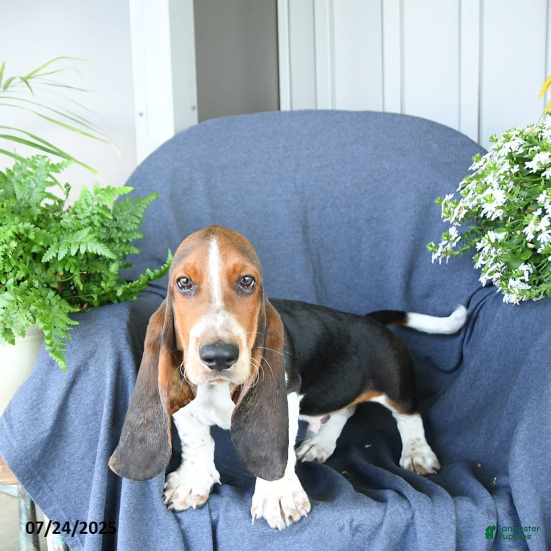Basset Hound dogs for sale: Victor - Image 2