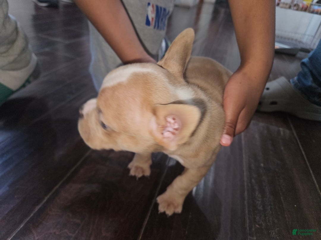American Bully dogs for sale: Delila - Image 4