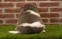 Newfoundland dogs for sale: Angel - Image 4
