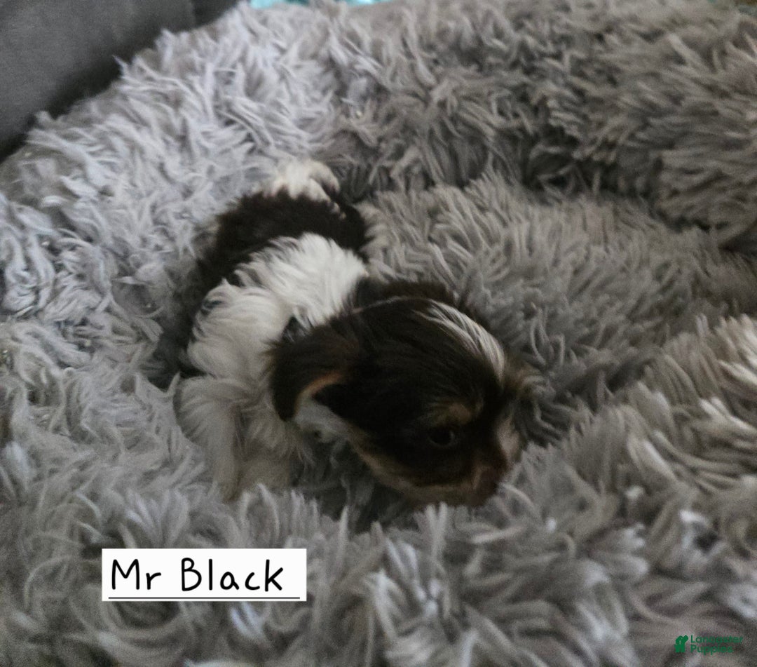 Yorkshire Terrier dogs for sale: Mr Black - Image 3