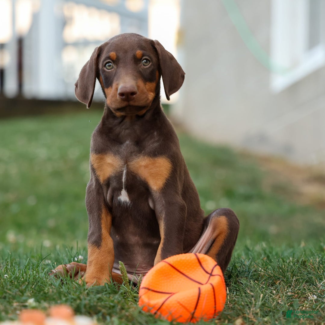 Doberman Pinscher dogs for sale: Dusty - Image 12