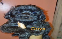 Shihpoo dogs for sale: Onyx - Image 1