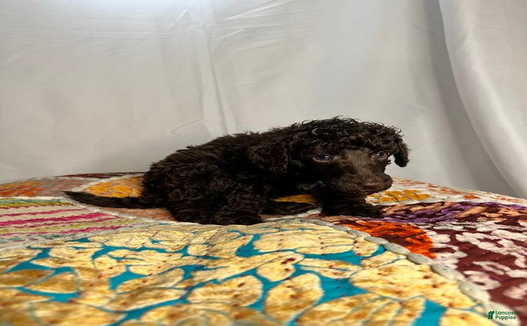 Standard Poodle dogs for sale - Ad 2