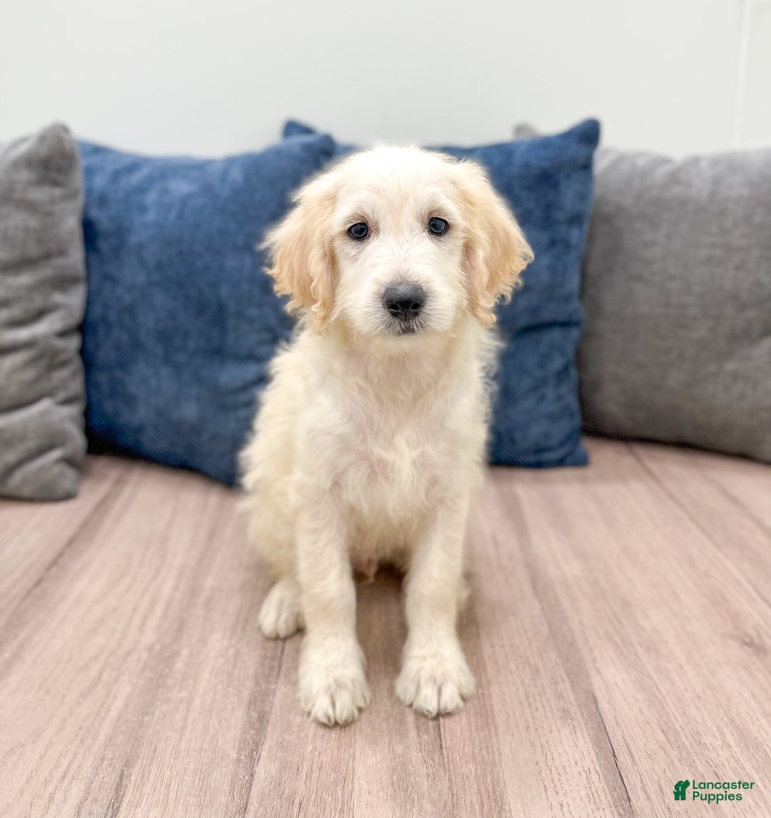 Mini Goldendoodle dogs for sale: Baxter - Image 6