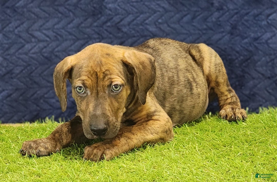 Catahoula Leopard Dog dogs for sale: Diamond 2025 M1 - Image 5