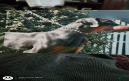 Doberman Pinscher dogs for sale: Champ - Image 9