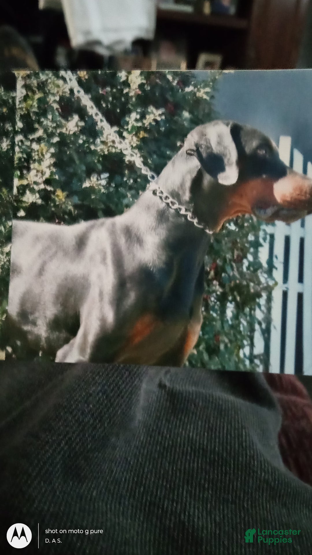 Doberman Pinscher dogs for sale: Champ - Image 9