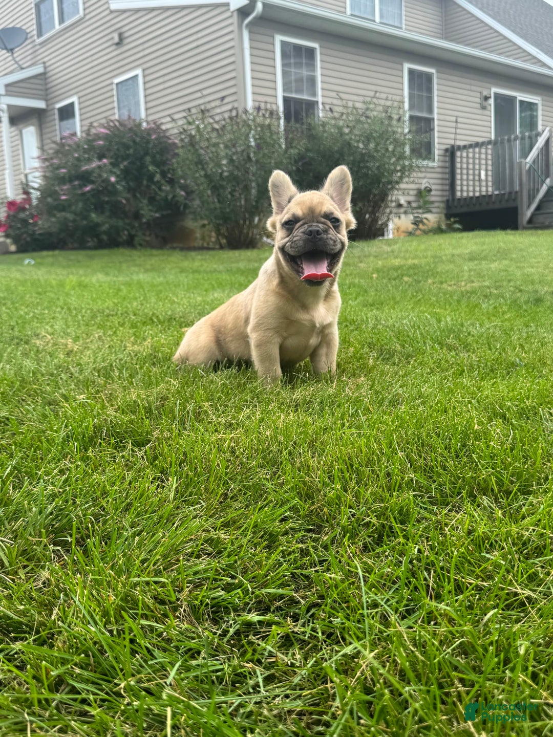 French Bulldog dogs for sale: Derick - Image 3