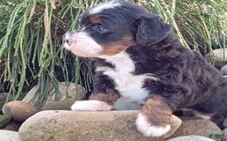 Mini Bernedoodle dogs for sale: Oakley - Image 42