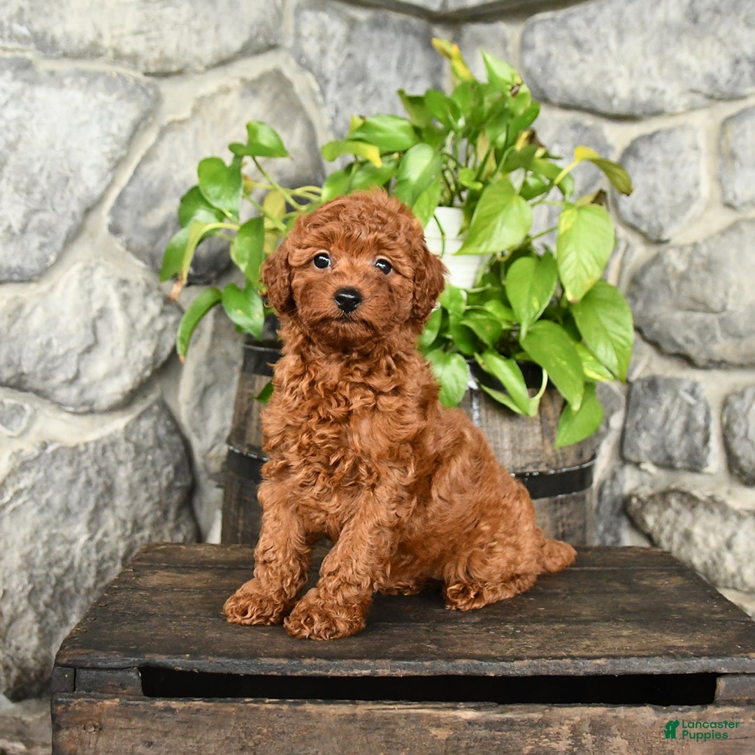 Cockapoo dogs for sale: Whisper - Image 2