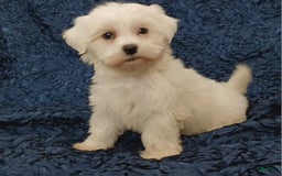 Havanese dogs for sale: Halo - Image 2