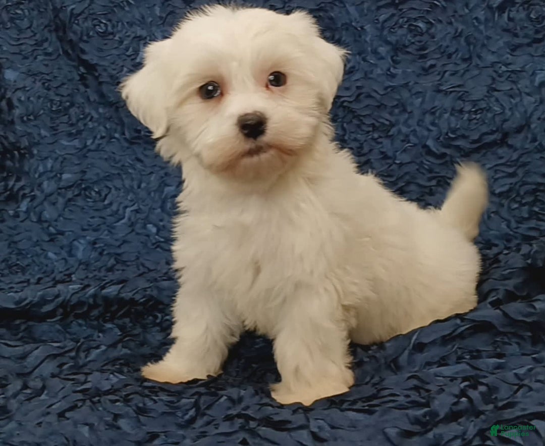 Havanese dogs for sale: Halo - Image 2
