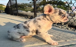 French Bulldog dogs for sale: Sky - Image 2