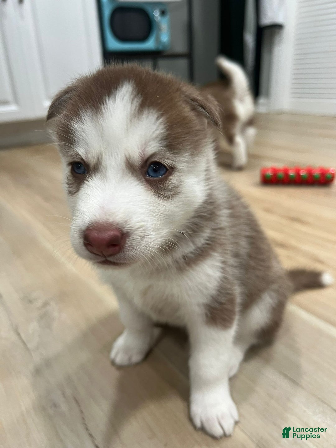Siberian Husky dogs for sale: Rocky - Image 3