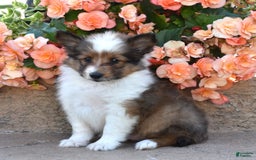 Shetland Sheepdog dogs for sale: Ritz - Image 1