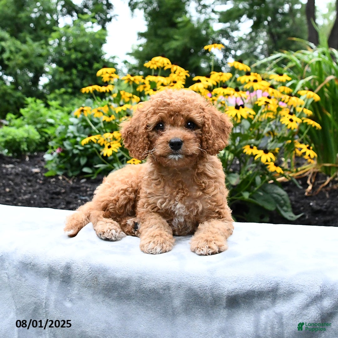 Cockapoo dogs for sale: Freeda - Image 5