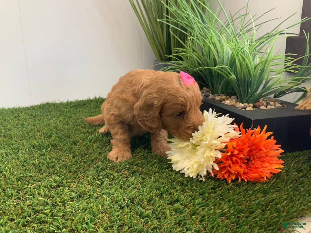 Goldendoodle dogs for sale: Daisey - Image 3