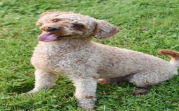 Cockapoo dogs for sale: Spencer - Image 7