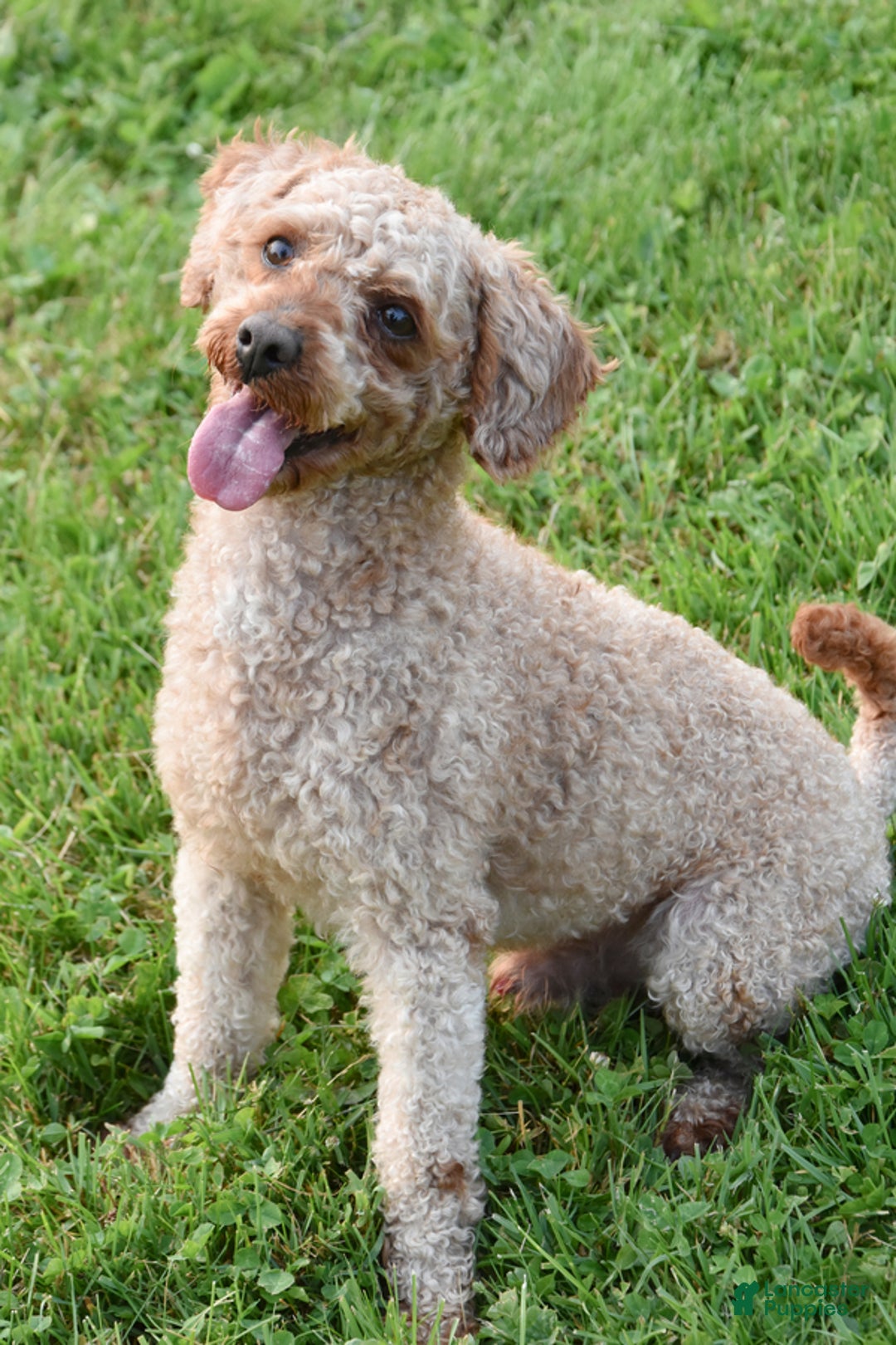 Cockapoo dogs for sale: Spencer - Image 7
