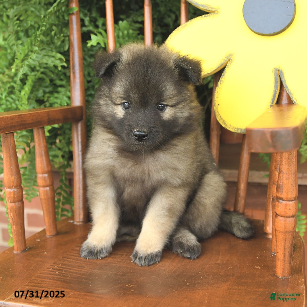 Keeshond dogs for sale: Tempest - Image 2