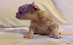French Bulldog dogs for sale: Brooklyn - Image 5
