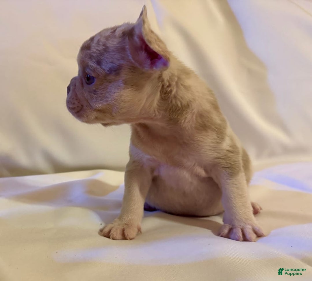 French Bulldog dogs for sale: Brooklyn - Image 5