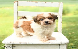 Havanese dogs for sale: Buddy - Image 4
