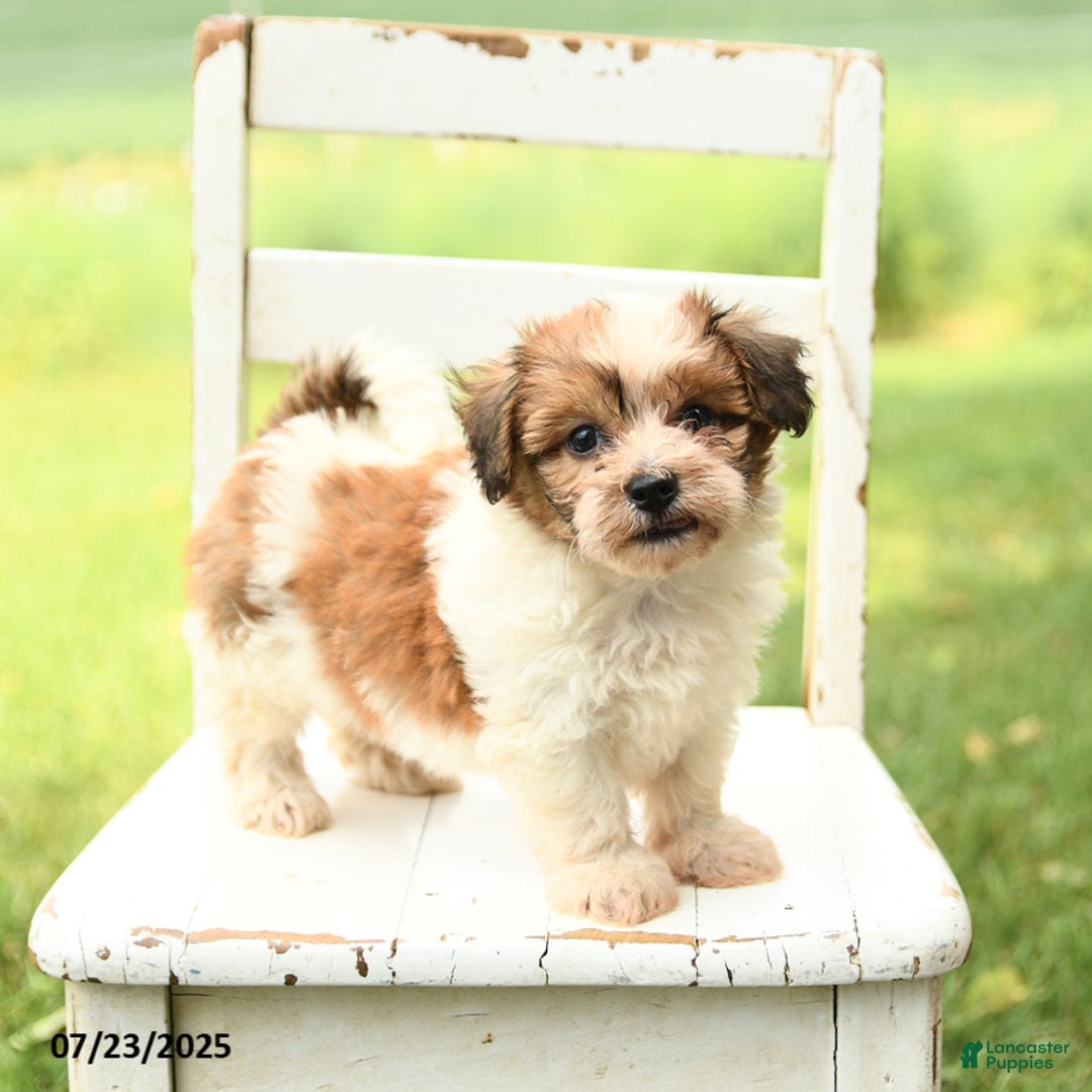 Havanese dogs for sale: Buddy - Image 4