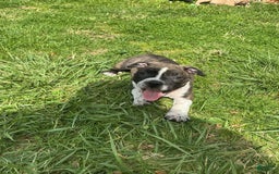 American Bully dogs for sale: Nala-brindle - Image 8