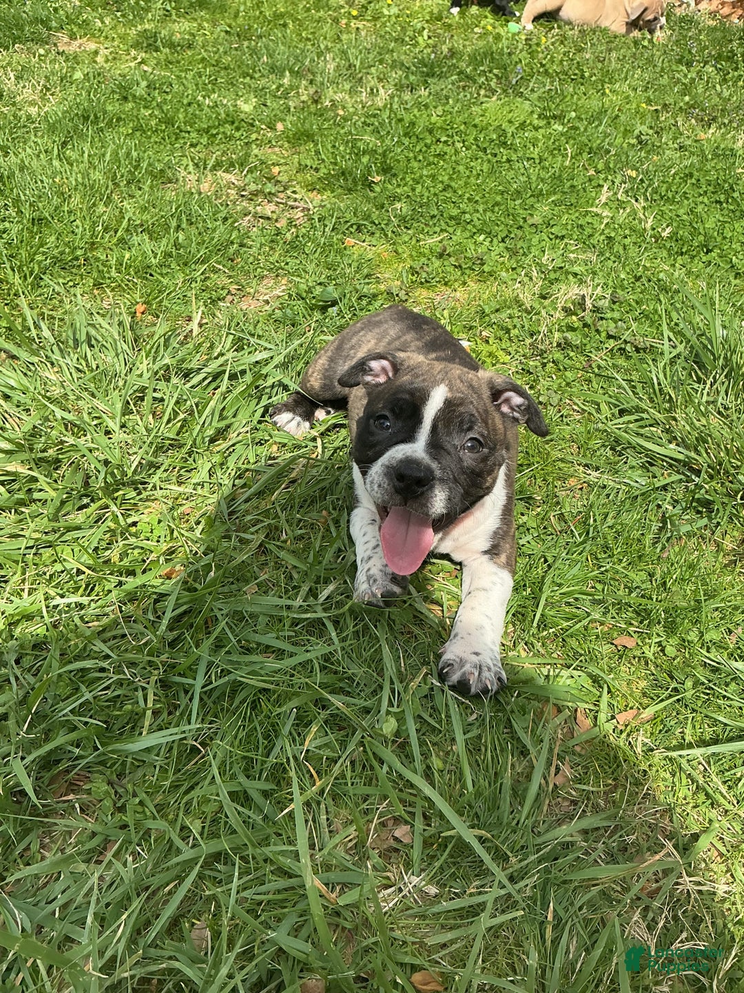 American Bully dogs for sale: Nala-brindle - Image 8