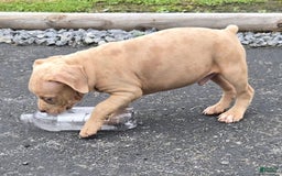 Cane Corso dogs for sale: Cane Corso 4 puppies - Image 8