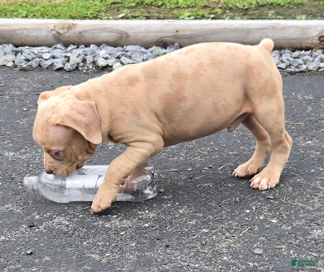 Cane Corso dogs for sale: Cane Corso 4 puppies - Image 8