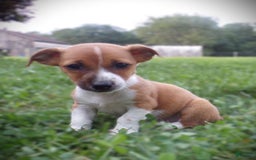 Jack Russell Terrier dogs for sale: Rudy - Image 2