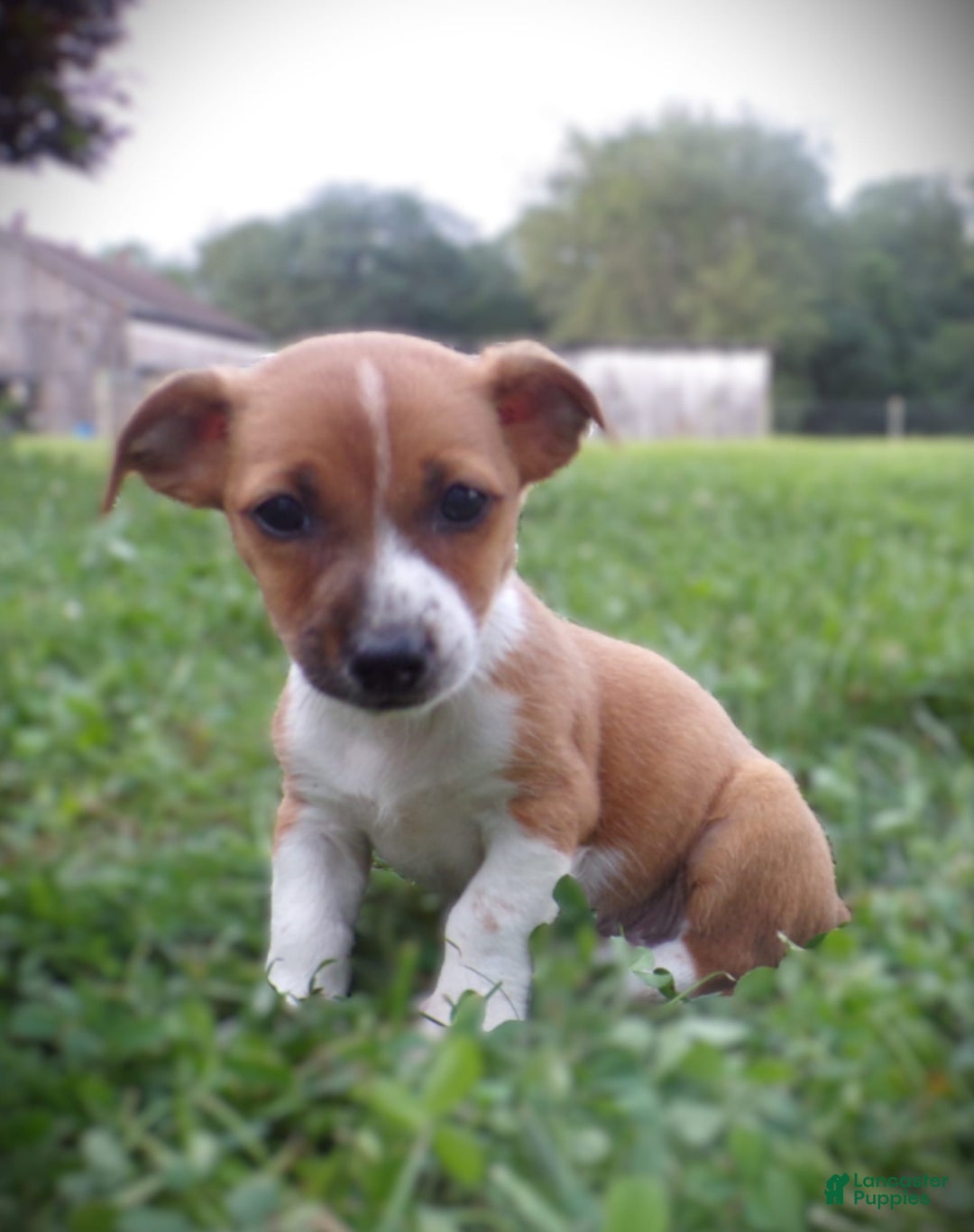 Jack Russell Terrier dogs for sale: Rudy - Image 2