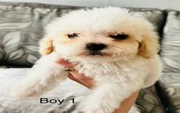 Cavachon dogs for sale: Ringo - Image 2