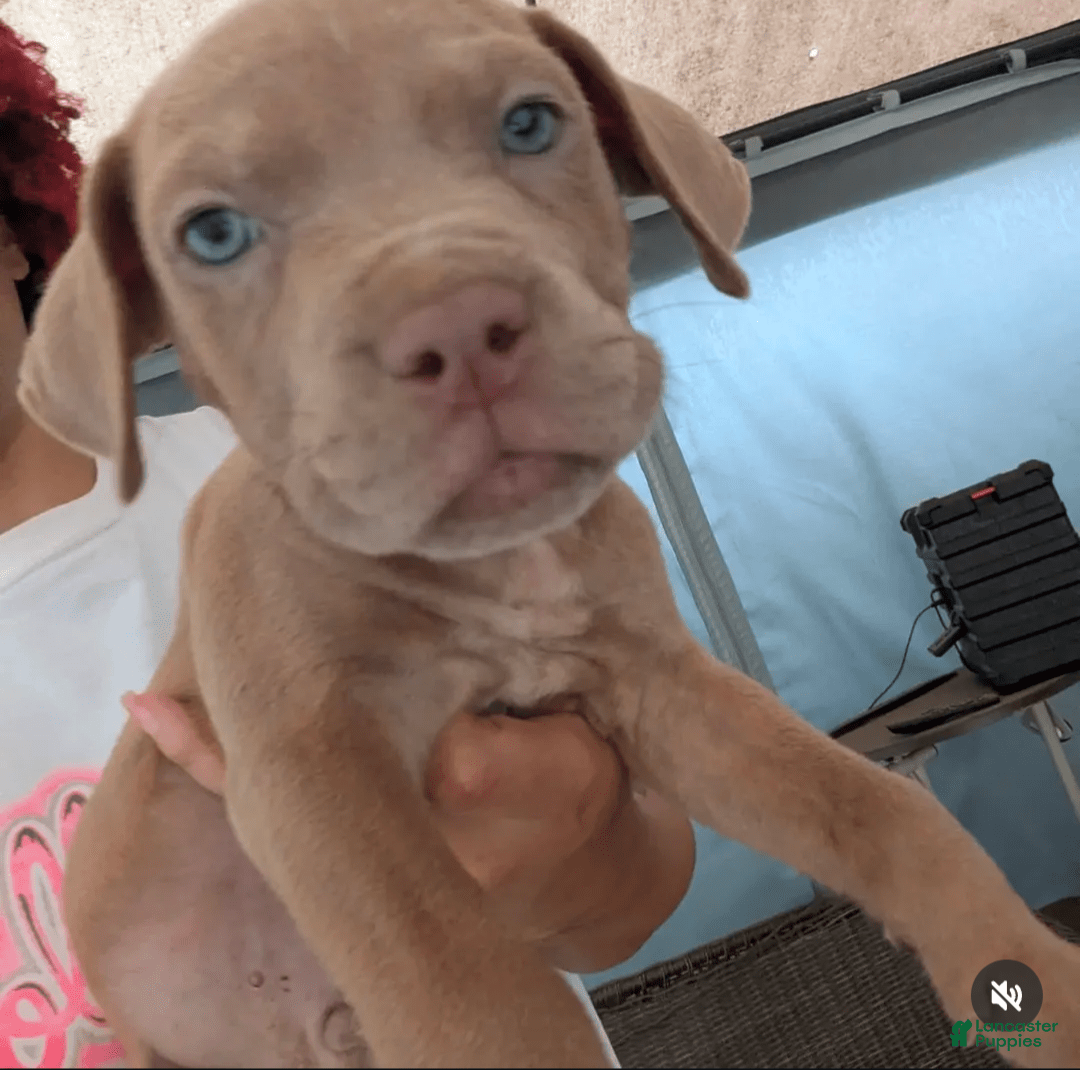 Cane Corso dogs for sale: Brownie - Image 2