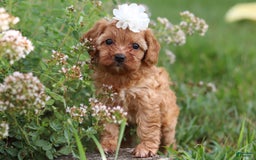 Cavapoo dogs for sale: Winnie - Image 12