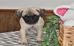 Pug dogs for sale: Frisky - Image 3