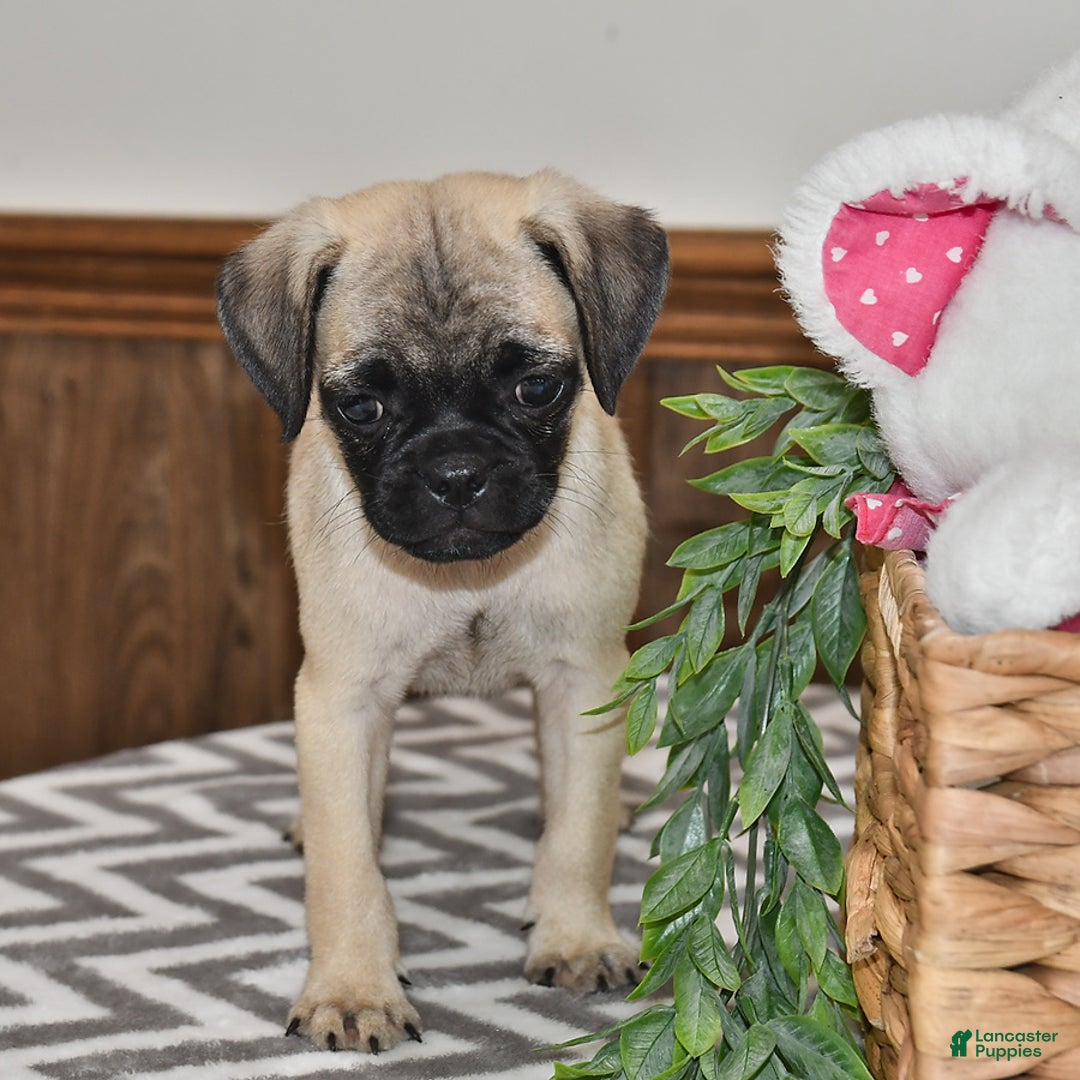 Pug dogs for sale: Frisky - Image 3