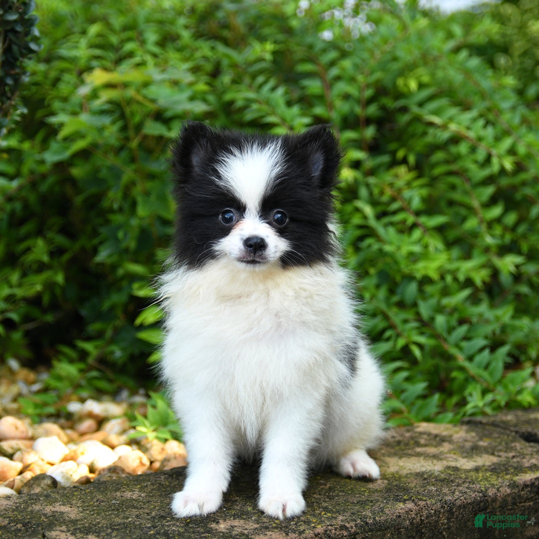 Pomeranian dogs for sale: Oreo - Image 4
