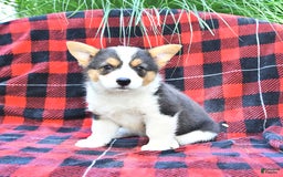 Welsh Corgi Pembroke dogs for sale: Mercy - Image 1