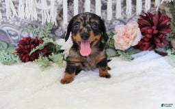 Miniature Dachshund dogs for sale: Gavin - Image 16