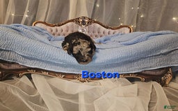 Mini Goldendoodle dogs for sale: Boston - Image 1